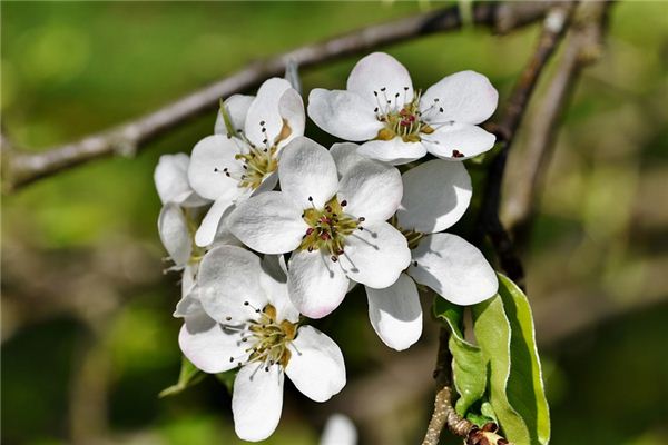 What does it mean to dream of a pear tree? What does it mean to dream of a pear tree?