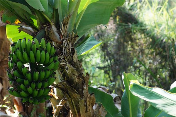 What does it mean to dream of a banana tree? What does it mean to dream of a banana tree?