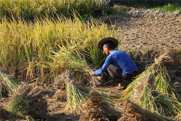 What does it mean to dream of harvesting rice? What does it mean to dream of harvesting rice?