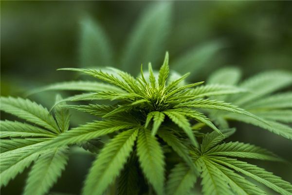 What does it mean to dream about marijuana? What does it mean to dream about marijuana?