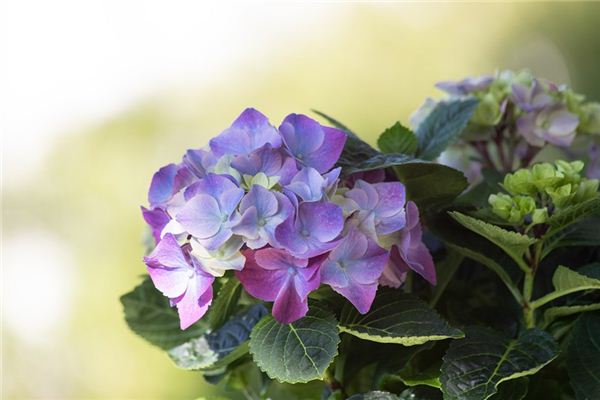 What does it mean to dream of hydrangeas?