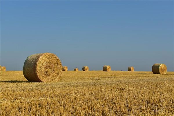 Dreaming of straw and wheat seedlings