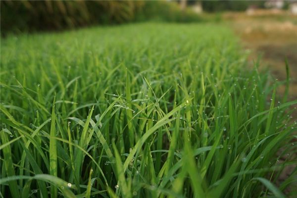 What does it mean to dream of seedlings? What does it mean to dream of seedlings?