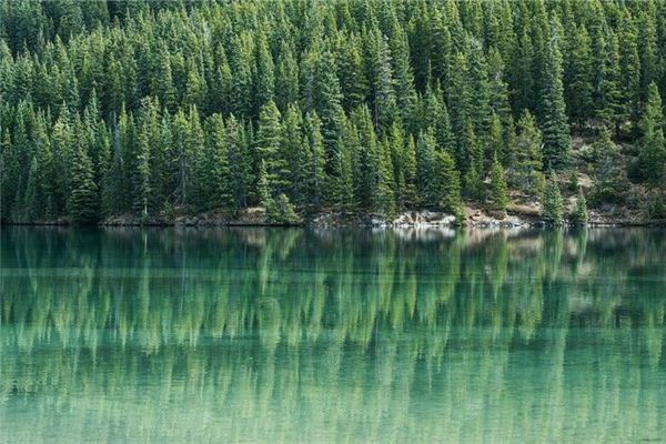 Dreaming of pine trees and pine groves