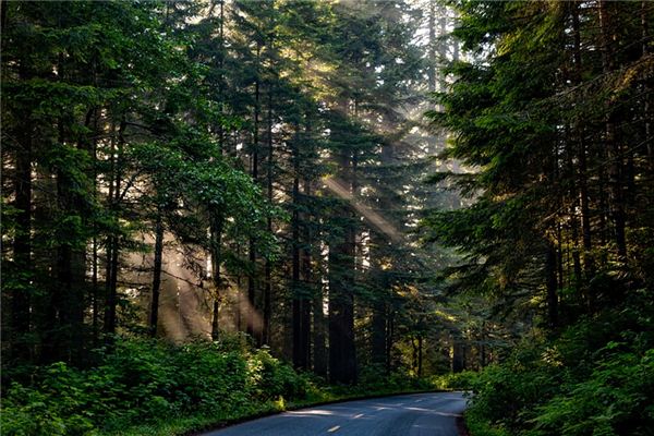 What does it mean to dream of redwood trees? What does it mean to dream of redwood trees?