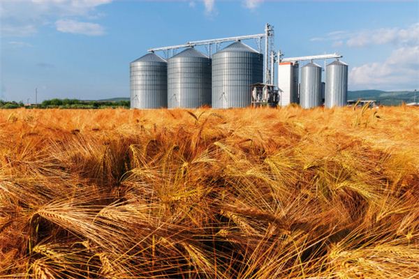 Dreaming of barley and highland barley