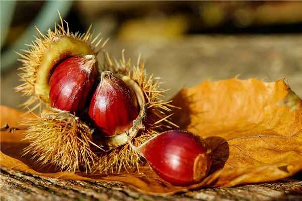 What does it mean to dream of a large chestnut? What does it mean to dream of a large chestnut?