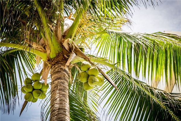 What does it mean to dream of coconut trees? What does it mean to dream of coconut trees?