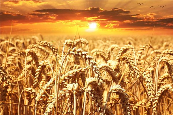 What does it mean to dream of wheat? What does it mean to dream of wheat?
