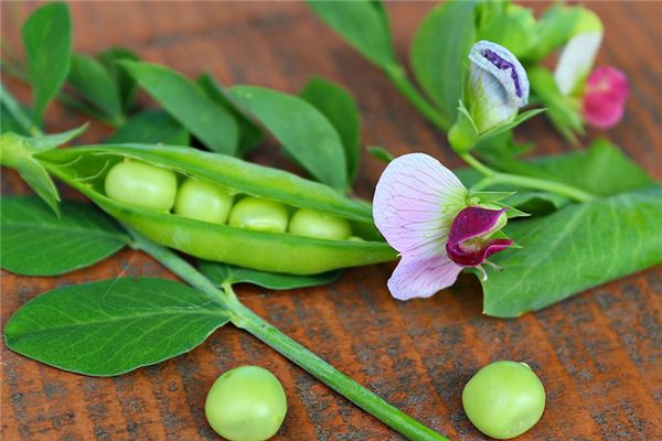 What does it mean to dream of bean pods? What does it mean to dream of bean pods?
