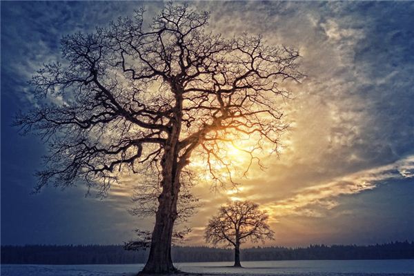 What does it mean to dream of tree branches? What does it mean to dream of tree branches?