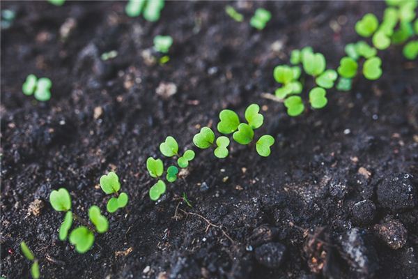 What does it mean to dream of saplings? What does it mean to dream of saplings?