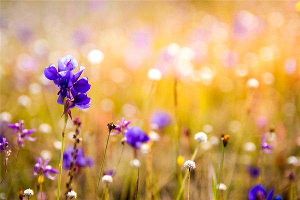 What does it mean to dream of orchids sprouting? What does it mean to dream of orchids sprouting?