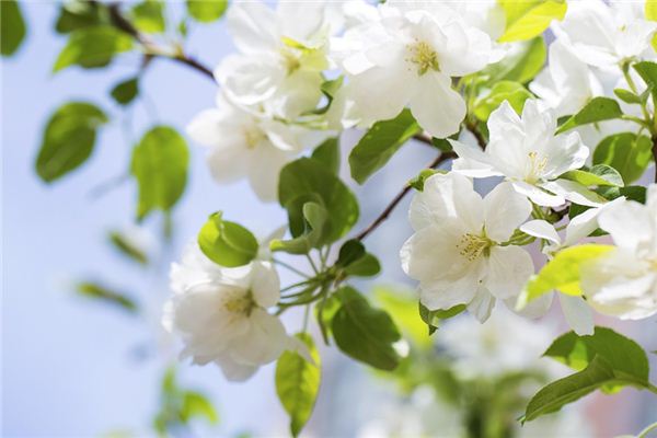 What does it mean to dream of crabapple blossoms? What does it mean to dream of crabapple blossoms?