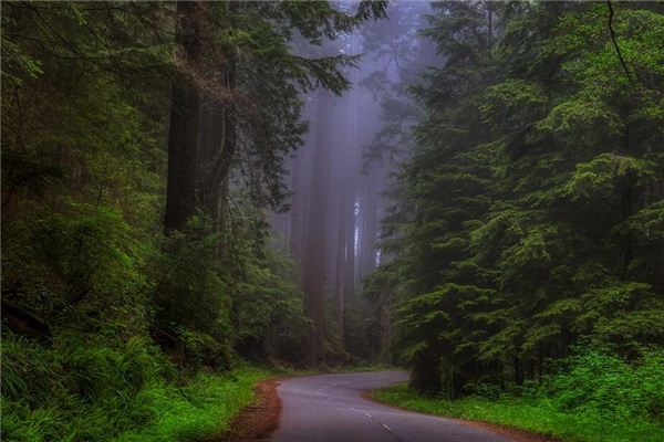 Dreaming of cedar trees