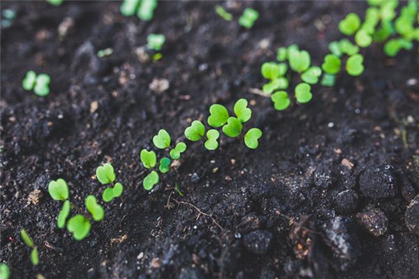 What does it mean to dream of seeds sprouting? What does it mean to dream of seeds sprouting?
