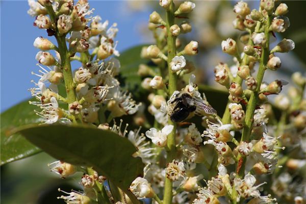 What does it mean to dream of a laurel tree? What does it mean to dream of a laurel tree?