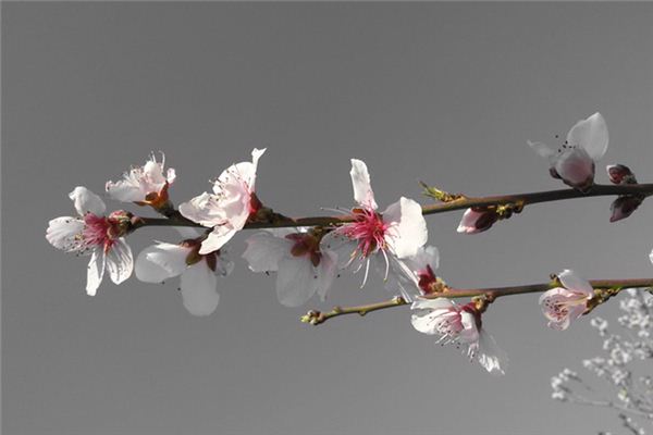 What does it mean to dream of apricot blossoms? What does it mean to dream of apricot blossoms?