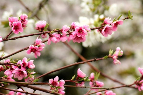 What does it mean to dream of peach wood? What does it mean to dream of peach wood?