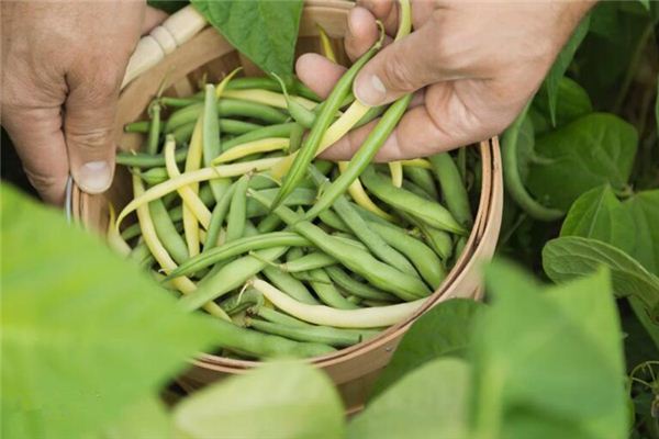 What does it mean to dream of stealing green beans? What does it mean to dream of stealing green beans?