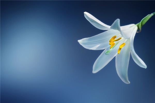 What does it mean to dream of lilies? What does it mean to dream of lilies?