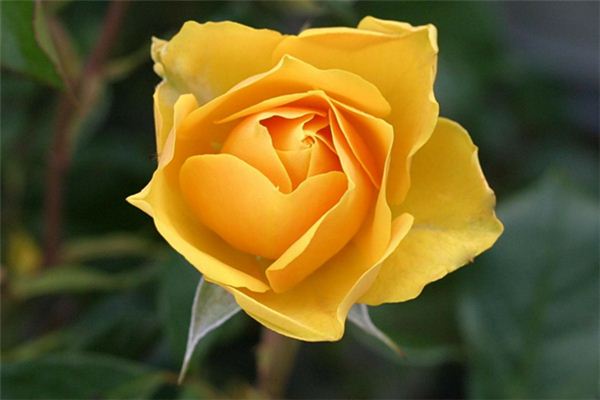 What does it mean to dream of yellow flowers? What does it mean to dream of yellow flowers?