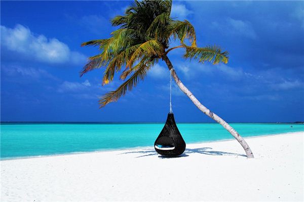 What does it mean to dream of palm trees? What does it mean to dream of palm trees?