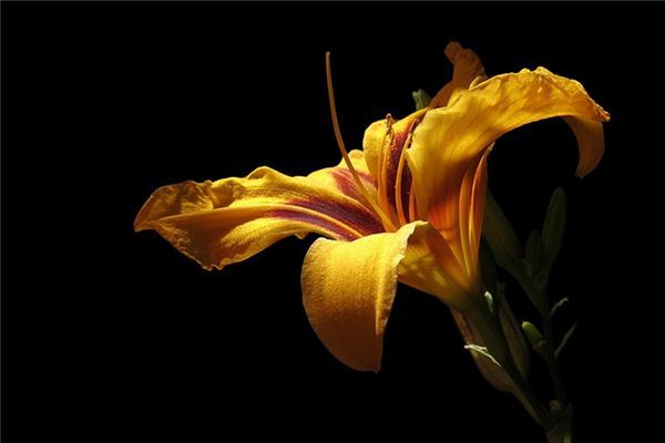 What does it mean to dream of daylilies? What does it mean to dream of daylilies?