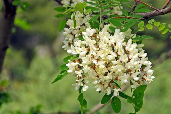 What does it mean to dream of a locust tree? What does it mean to dream of a locust tree?