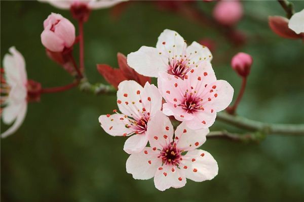 What does it mean to dream of photinia flowers? What does it mean to dream of photinia flowers?