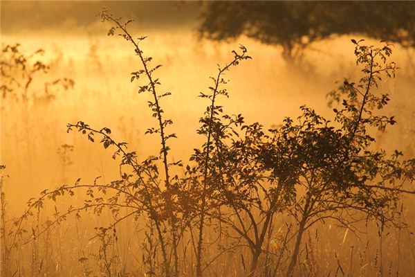 What does it mean to dream of shrubs? What does it mean to dream of shrubs?