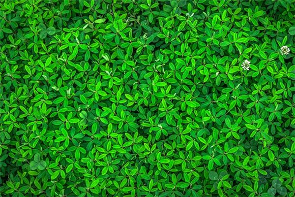 What does it mean to dream of green leaves? What does it mean to dream of green leaves?