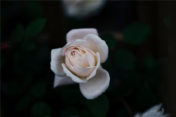 What does it mean to dream of white roses? What does it mean to dream of white roses?