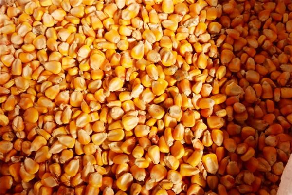 I dreamed of many corn kernels