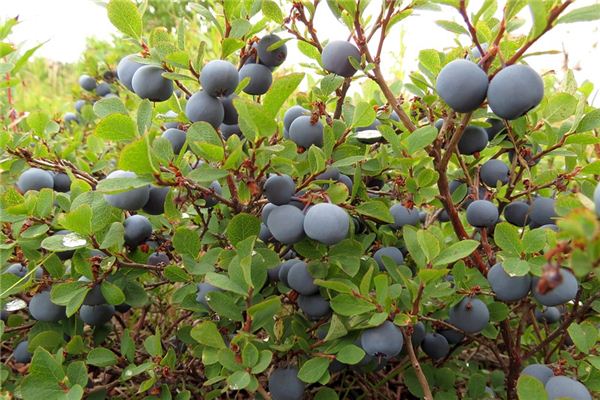 What does it mean to dream of an orchard? What does it mean to dream of an orchard?