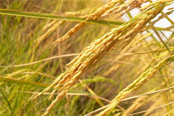 What does it mean to dream of rice?