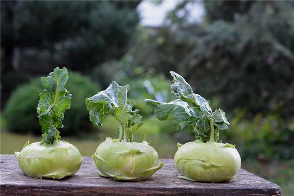 What does it mean to dream of turnips? What does it mean to dream of turnips?