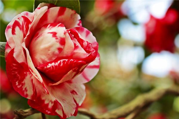 What does it mean to dream of camellias? What does it mean to dream of camellias?