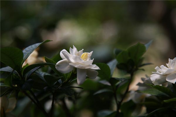 What does it mean to dream of gardenias? What does it mean to dream of gardenias?