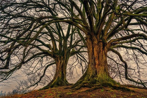 What does it mean to dream of tall trees? What does it mean to dream of tall trees?
