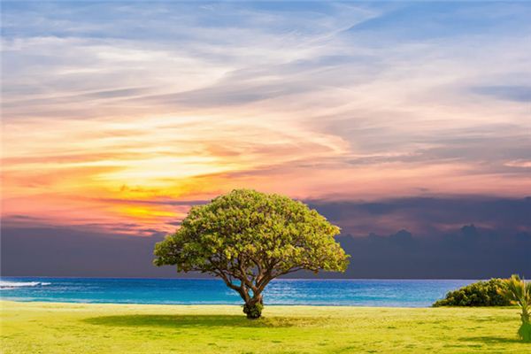 What does it mean to dream of a tree? What does it mean to dream of a tree?