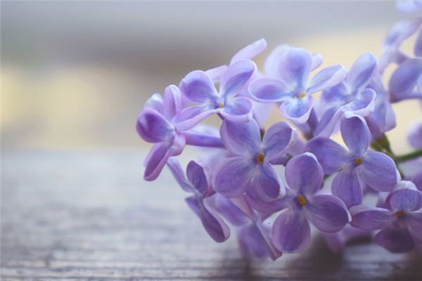 What does it mean to dream of lilacs? What does it mean to dream of lilacs?