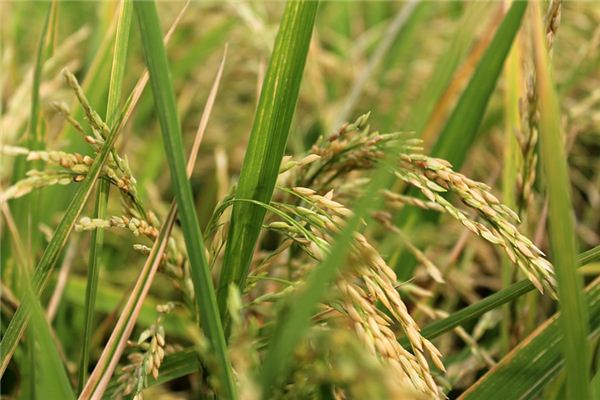What does it mean to dream of a pile of rice? What does it mean to dream of a pile of rice?