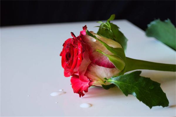 Dreaming of withered roses