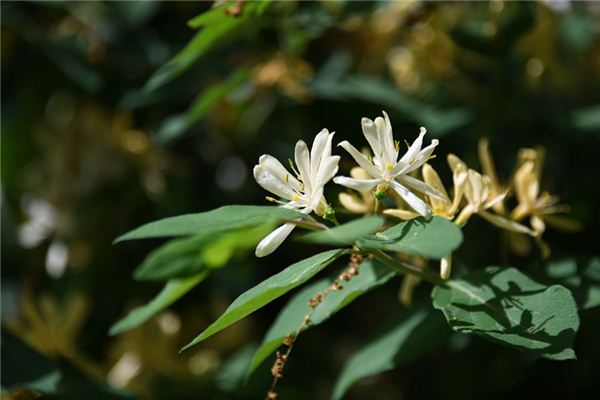 What does it mean to dream of honeysuckle? What does it mean to dream of honeysuckle?