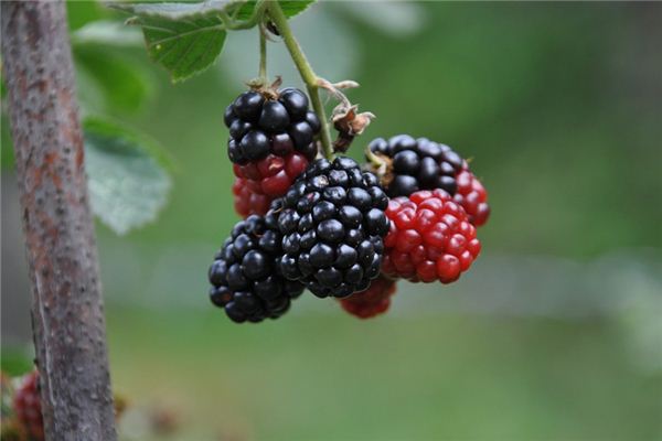 What does it mean to dream of mulberries? What does it mean to dream of mulberries?
