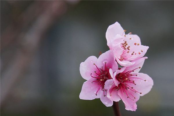 What does it mean to dream of peach blossoms? What does it mean to dream of peach blossoms?