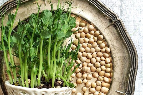 What does it mean to dream of pea sprouts? What does it mean to dream of pea sprouts?