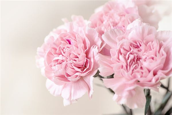 What does it mean to dream of carnations? What does it mean to dream of carnations?