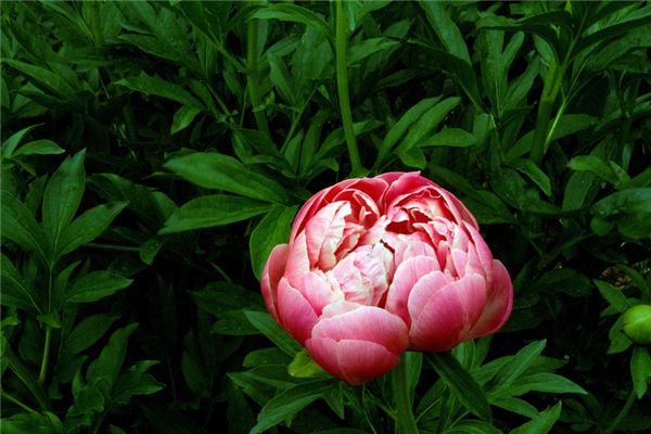 What does it mean to dream of peonies? What does it mean to dream of peonies?